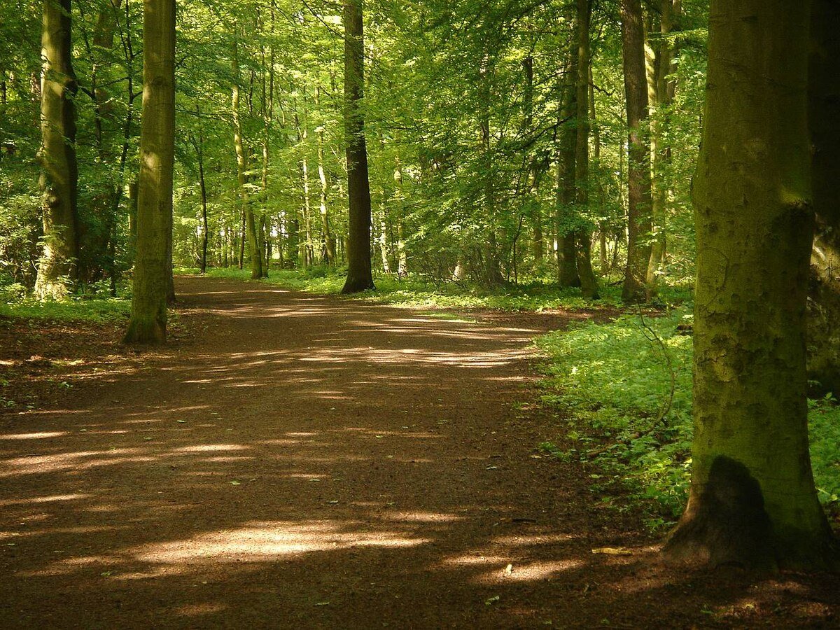 🌲 아일렌리데 도시숲(아일렌리데 슈타트발트)